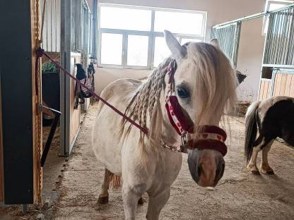 Bild 4:Liebe Ponystute Sunny an Bestplatz