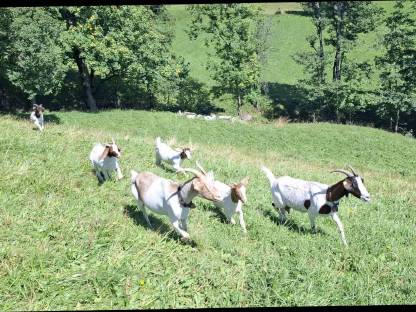 Bild 5:Jungziegen zu verkaufen