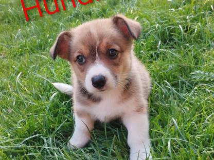 Bild 4:Welsh Corgi Pembroke × Border Collie Welpen