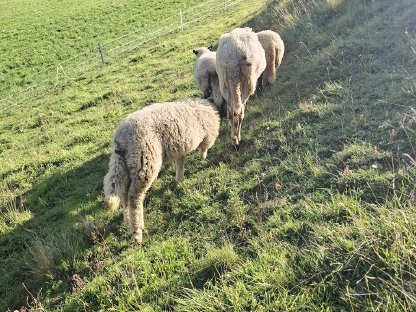Bild 3:Tiroler Bergschaf Widder