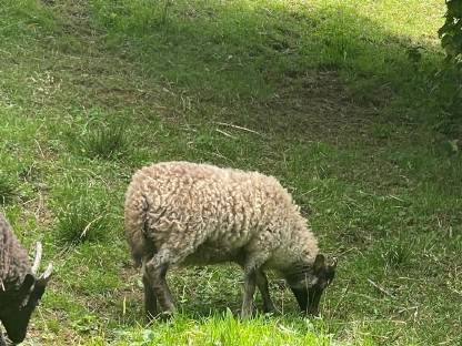 Bild 2:Liebe kleine oussant widder suchen ein neues zuhause