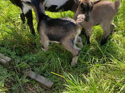 Bild 7:Mini-Zwergziege reserviert