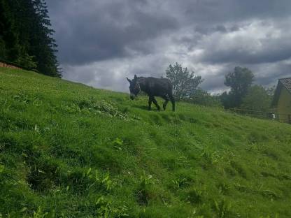 Eselhengst