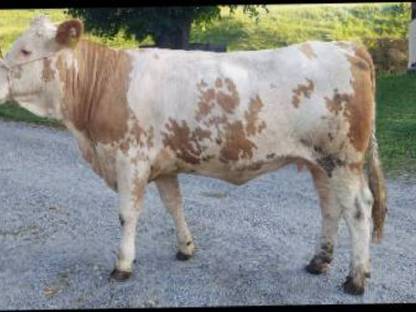 Bild 4:Trächtige Fleckviehzuchtkalbin