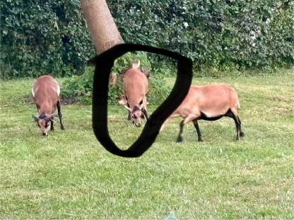 Bild 3:Kamerunschafe