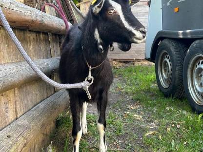 Bild 5:Pinzgauer Strahlenziegenbock