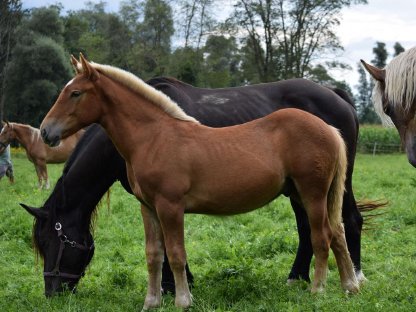 Bild 7:Zwölfer Schaunitz Noriker Hengstfohlen zu verkaufen