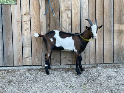 Tauernscheckenzuchtbock