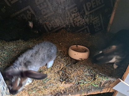 Bild 3:Haushasen zu verkaufen