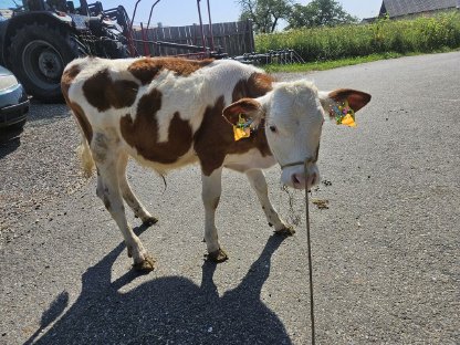 Einsteller Stier