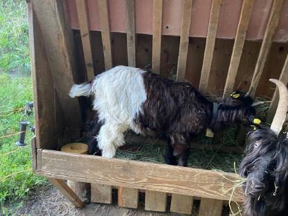 Bild 2:Walliser Kitz weiblich und männlich