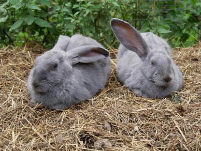 Bild 9:Hasen & Meerschweinchen