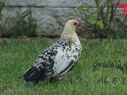 Bild 7:Federfüßige Zwerghähne verschiedene Farben
