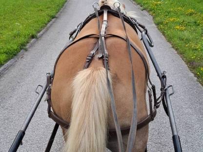 Haflinger-Stute