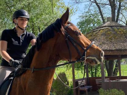 Bild 6:Trakehner aus unserem Gestüt suchen ein neues Zuhause