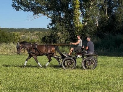 Bild 5:Vielversprechender Reitpony-Wallach