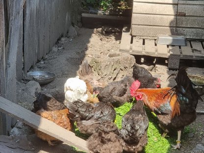 Bild 7:Verschenken Seidenmischlings-Hühner