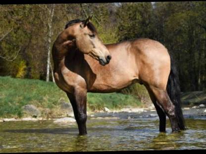 Bild 2:Lusitano Wallach