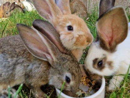 Bild 2:Kaninchen abzugeben
