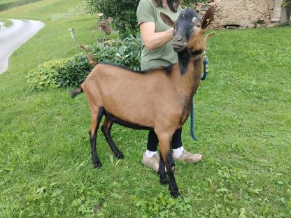 Bild 4:HB Zuchtbock GGZ IIa