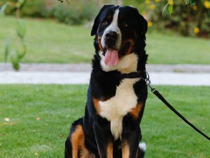 Bild 5:Großer Schweizer Sennenhund Rüde