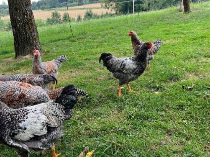 Bild 3:Bielefelder Hahn / Hähne