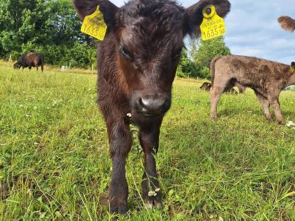 Bild 2:Galloway Kalbinen