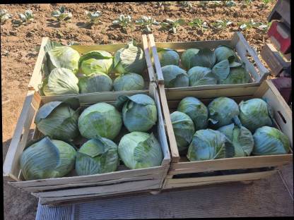 Bild 4:Weißkraut, Kohl