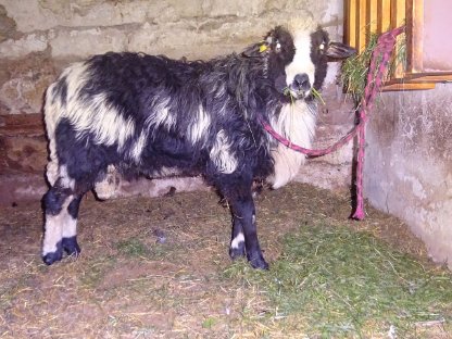 Bild 4:KRAINER STEINSCHAF Zuchtbock (Widder) gekört