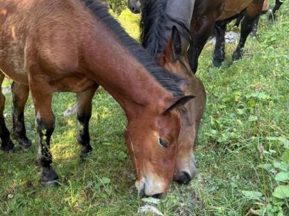 Bild 7:Noriker Hengstfohlen