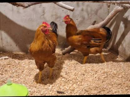 Bild 2:2 reinrassige New Hampshire Hähne