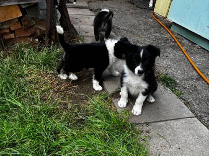 Bild 7:Border Collie Welpen