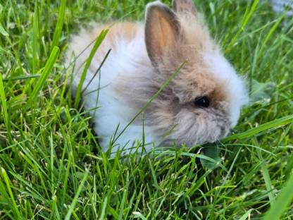 Bild 4:Löwenzahn Zwergkaninchen