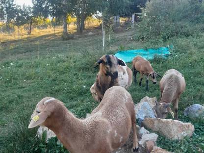 Bild 2:Verkaufe Haarschaf Jungböcke