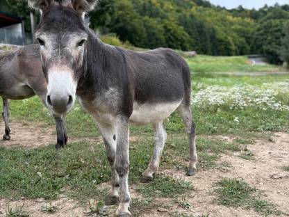 Bild 3:Hausesel Hengst