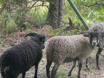 Bild 7:Liebe kleine oussant widder suchen ein neues zuhause