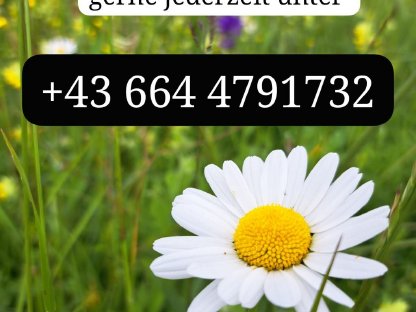 Bild 5:Maroni Diamant Noriker Rapp Hengstfohlen zu verkaufen