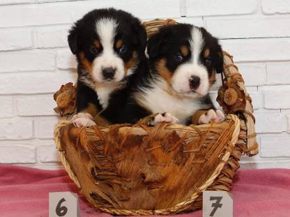 Bild 3:Swissy Sennenhunde Rüden (groß)