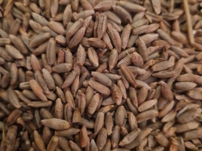 Bild 4:Bio-Futterroggen zu verkaufen – Ernte 2025