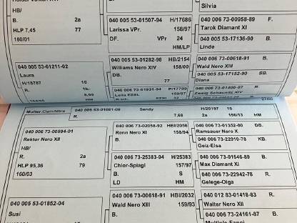 Bild 3:5-jährige Noriker Stute