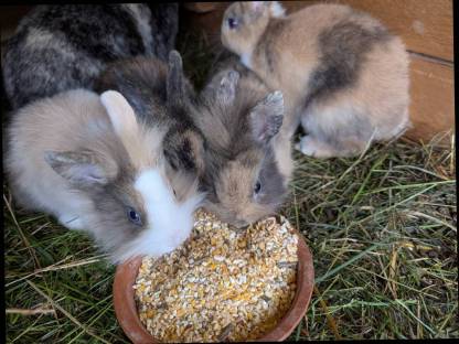 Bild 5:Zwergkaninchen zu verkaufen