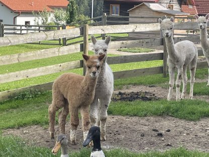 Bild 2:Alpakastuten und Hengst zu verkaufen