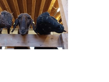 Braunes Bergschaf - Muttertiere
