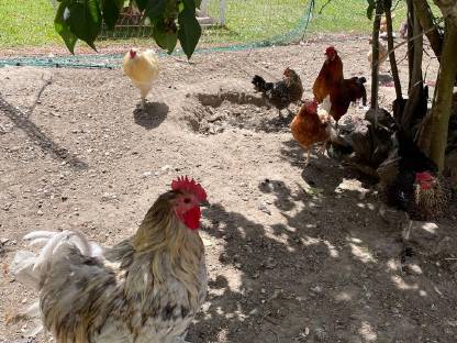 Bild 7:Hähne und Hennen, Henne auch alleine