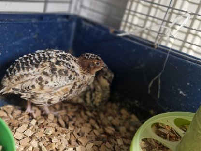 Bild 3:Wachtelhähne