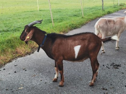 Anglo-Nubier Kreuzungsbock