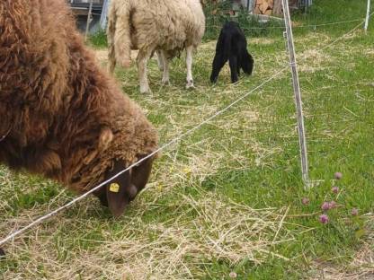 Bild 2:Bock Bergschaf