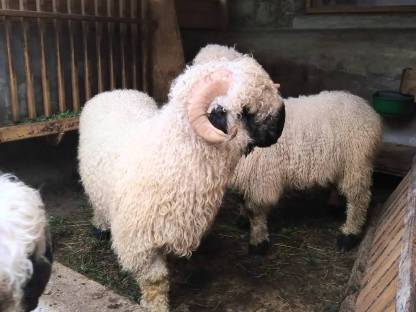 Bild 4:BIO Walliser Schwarznasen Widder