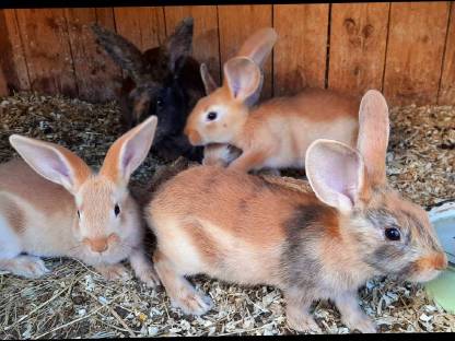 Bild 3:Deutsch Großsilber Gelb - Japaner Mix Kaninchen
