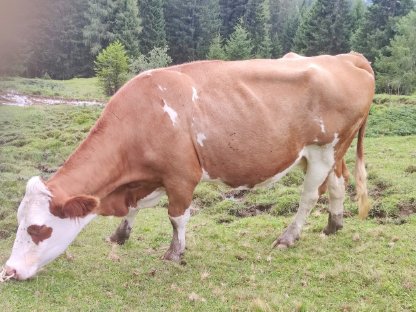 Verkaufe Fleckkuh trächtig